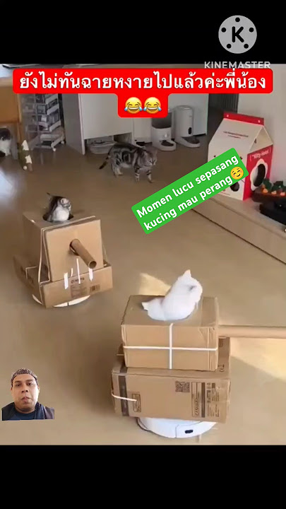 Momen lucu sepasang kucing mengendarai mobil tank kardus🤣☺️ #lucu #fyp#viralshorts