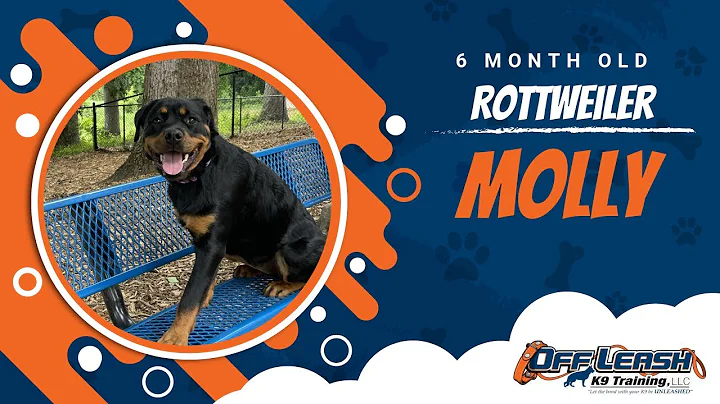 6 month Rottie Gains Off Leash Freedom & Obedience | OLK9 | Charlotte Rottweiler Dog Trainers
