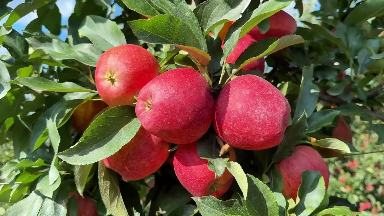 Najbardziej opłacalna odmiana jabłoni według sadownika Jacka Piesiewicza