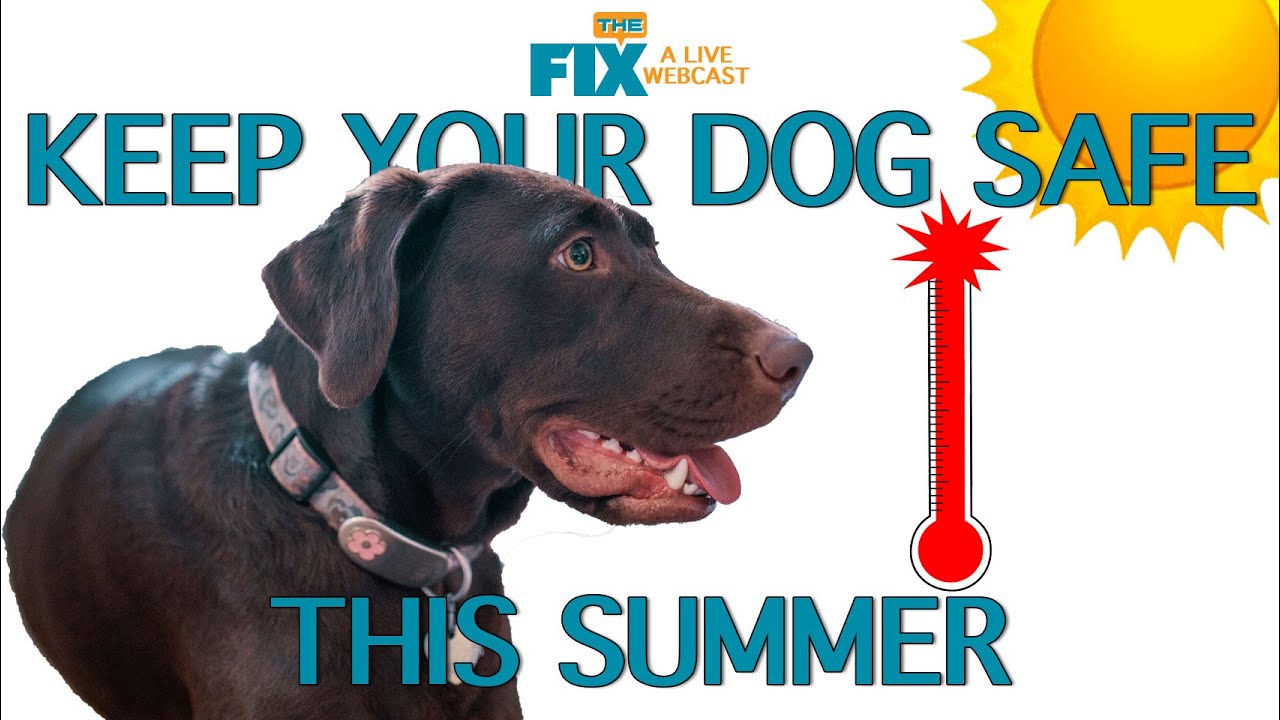The Fix: Keep Your Dog Safe In The Summer Heat - YouTube