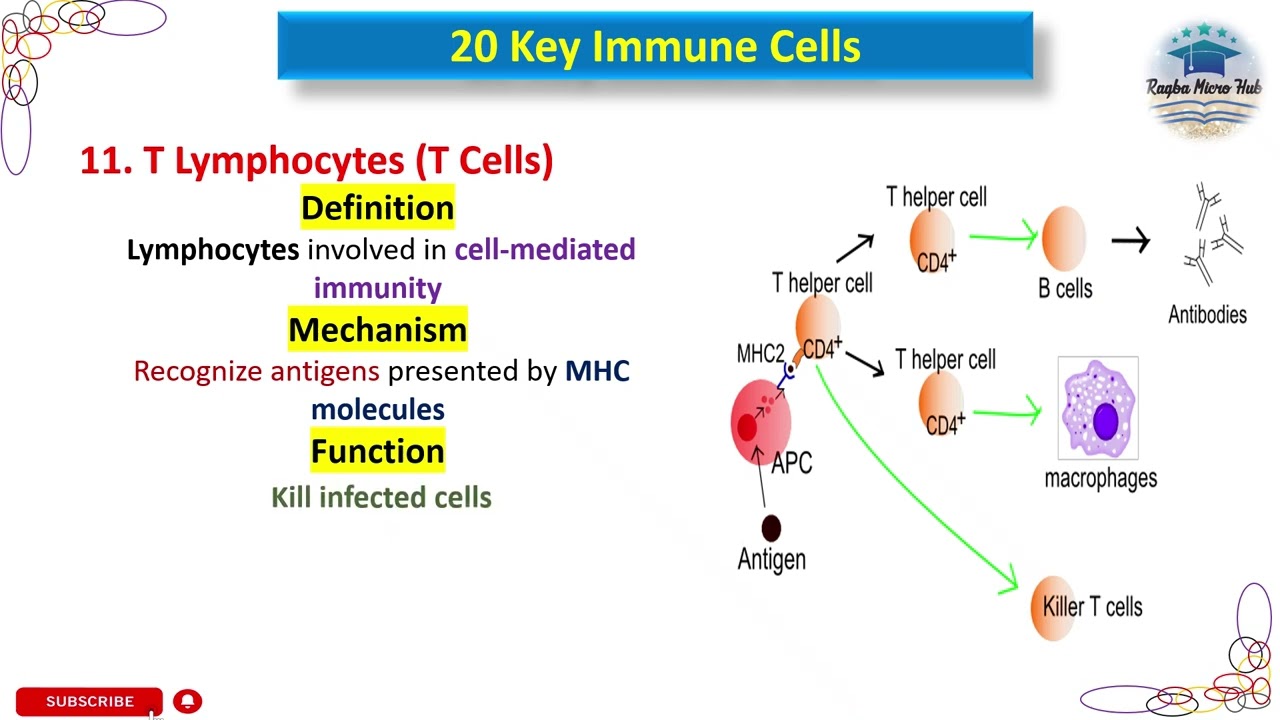 T Lymphocytes, definition, mechanism, function, 