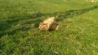 Editedvideo 12 28 2017 83127 Pm