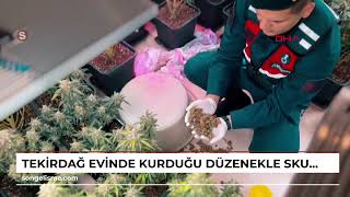 TEKİRDAĞ Evinde kurduğu düzenekle skunk bitkisi yetiştiren şüpheli yakalandı