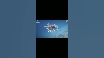 морская лилия