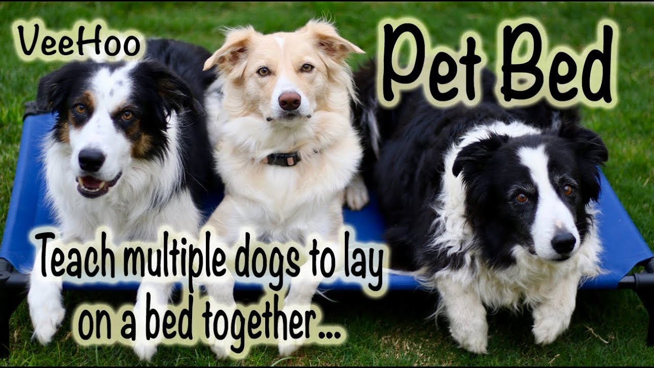 VeeHoo Pet Bed Teach multiple dogs to lay on a bed together YouTube