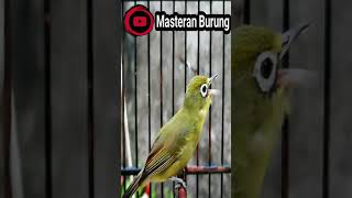 Pancingan Pleci Dakun Lombok #short - Bird Sound