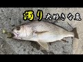 【イシモチ】水が濁ると釣れる魚 の動画、YouTube動画。