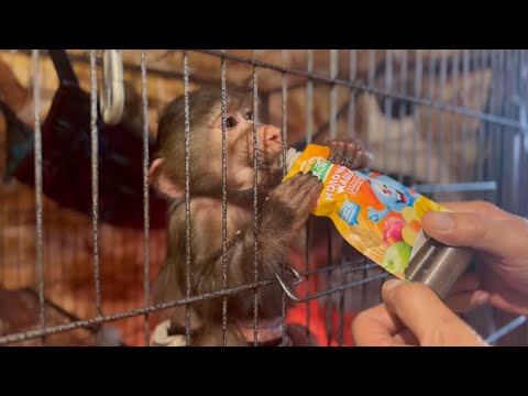 Степка категорически отказывается делиться любимой кашей с друзьями!