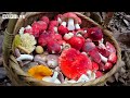 Family Farm | Harvesting wild mushroom, cook chicken feet hot pot with mushrooms, pumpkin, carrots
