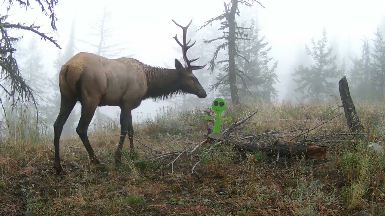 Cliff's stuff on sale @Kootenay Art Gallery