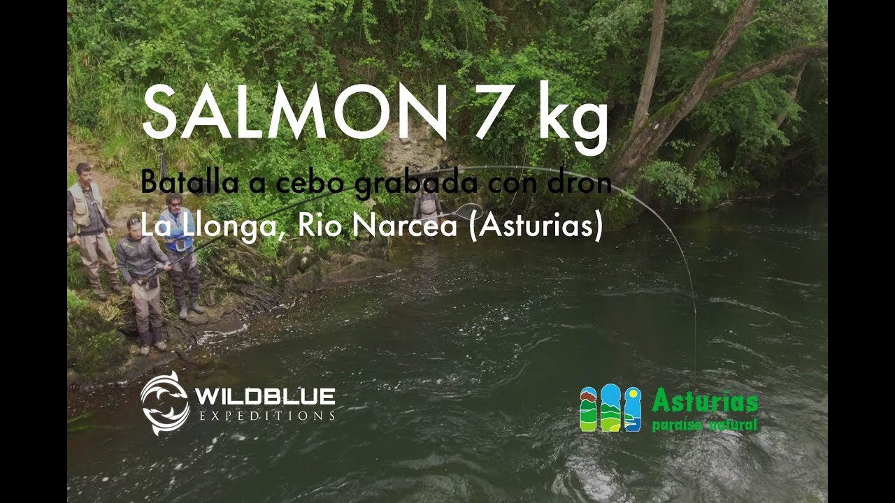 Salmon de 7 kg: Batalla  a cebo grabada con dron en La Llonga, Rio Narcea (Asturias)