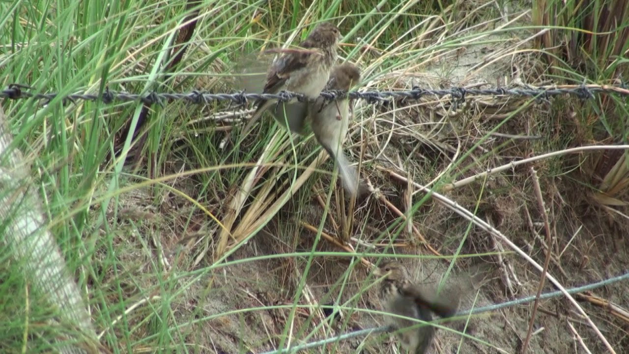 Linotte à bec jaune (Linaria flavirostris pipilans) Twite