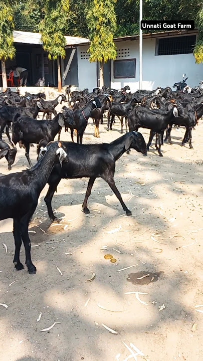 Osmanabadi goats in large quantity at Unnati Goat Farm