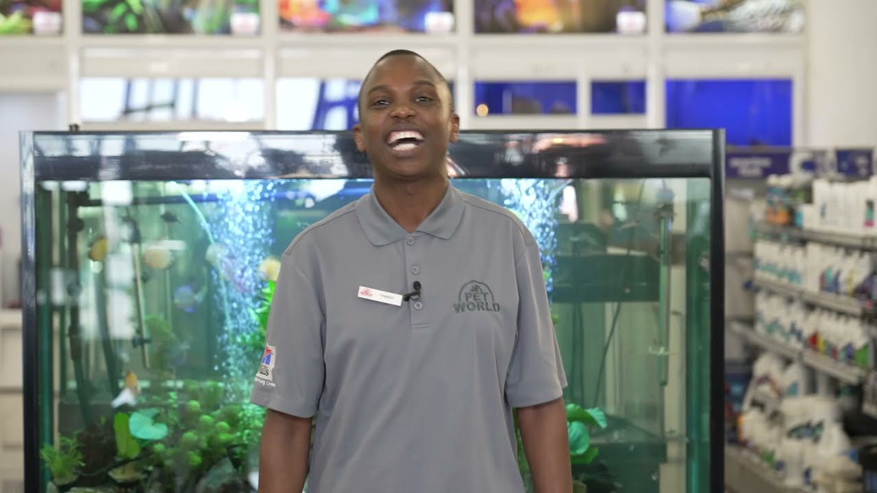 Quick Guide: Introducing New Fish to Your Aquarium!