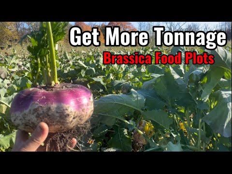 Video: ¿Cuándo plantar brassicas en michigan?