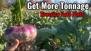 Plant Brassicas Earlier for more Tonnage - Don’t wait till Mid August