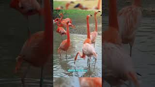 Flamingo Neden Tek Ayak Üzerinde Durur? Resimi