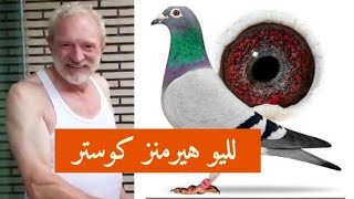 سلالات الزاجل لليو هيرمنز البطل ليو كوستر من البطال المعروفين في سباقات الحمام الزاجل وصاحب البطل