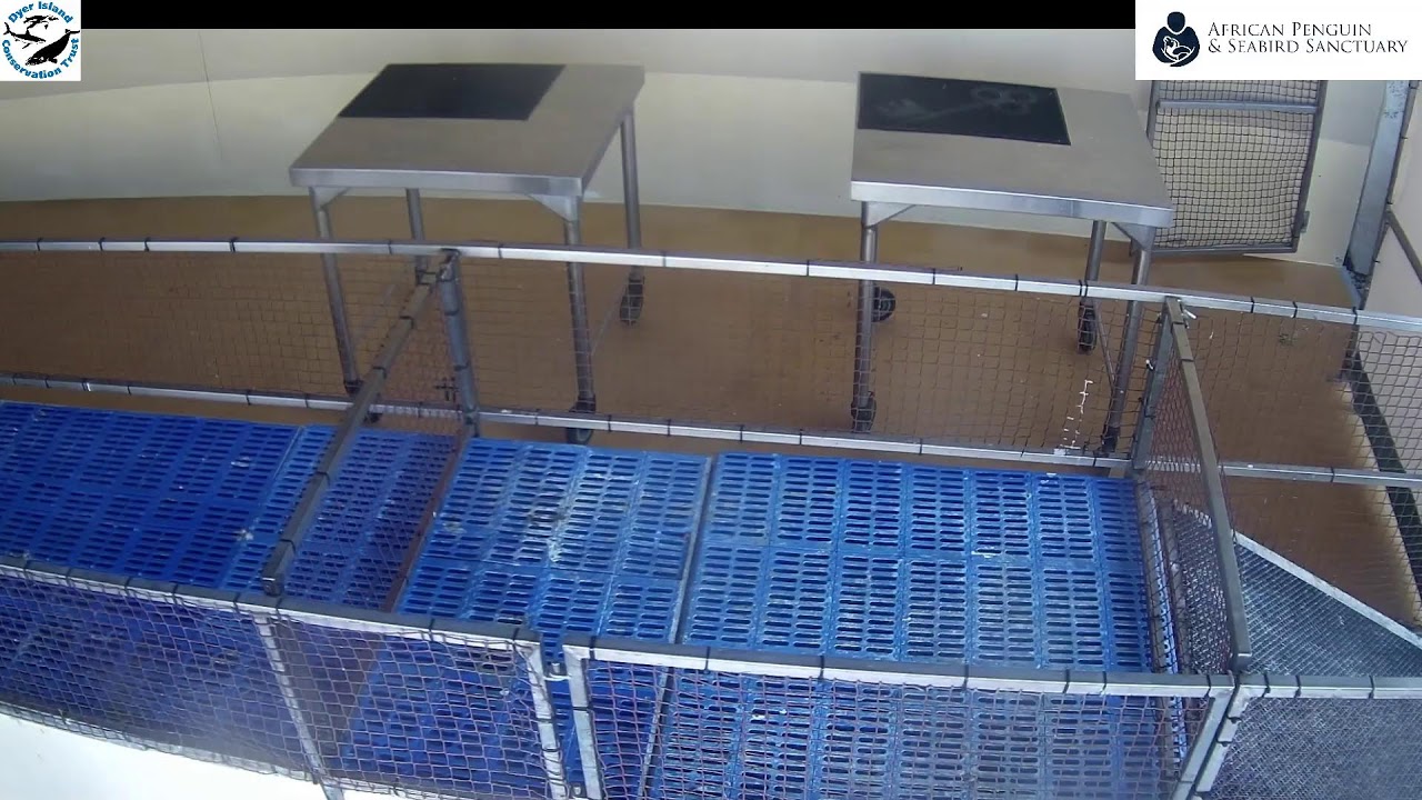 - African Penguin & Seabird Sanctuary