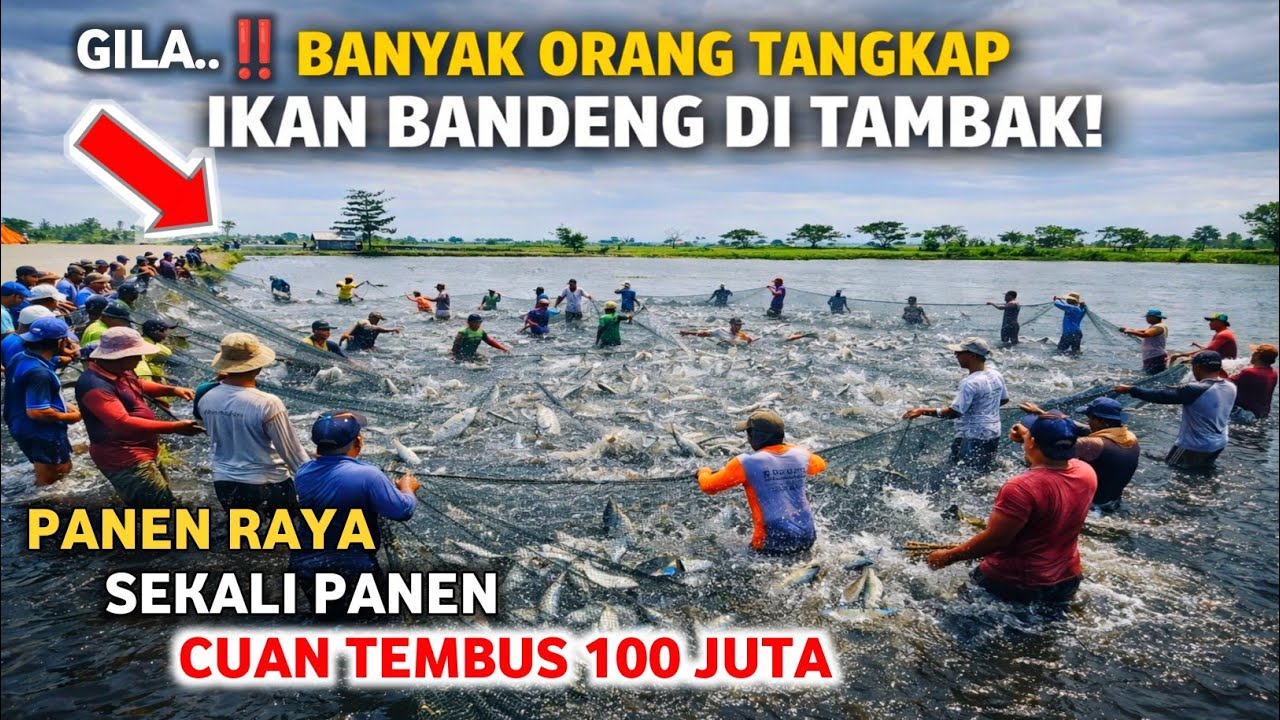 PANTES CEPET KAYA ‼️PROSES TANGKAP IKAN BANDENG DI TAMBAK #nelayantambak #budidayaikan #fypシ #ikan 