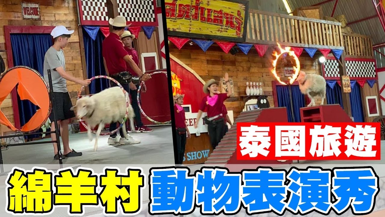 [chu泰國] 居然叫綿羊跳火的恐怖表演秀！【Pattaya Sheep Farm 瑞士小綿羊農莊】芭達雅景點