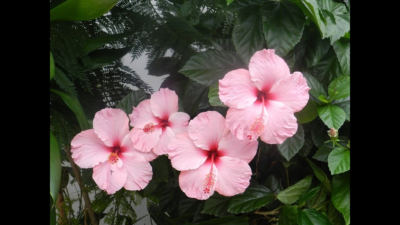 beautiful and holy hibiscus flowers pictures youtube hibiscus flowers