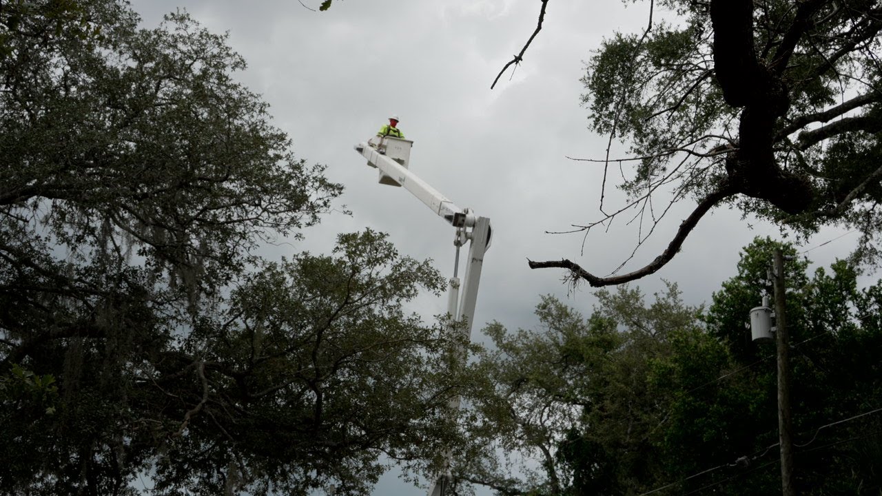 Days 2 and 3 of Davy Tree removing our big oak away from power lines ...