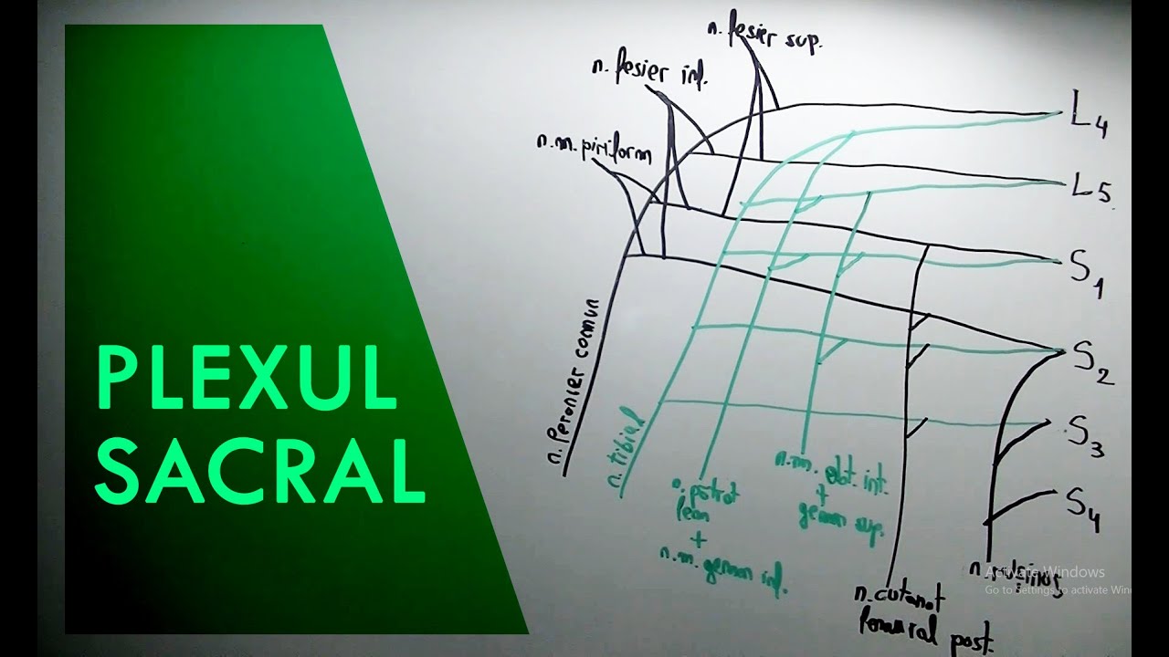 Plexul Sacral medicina natural
