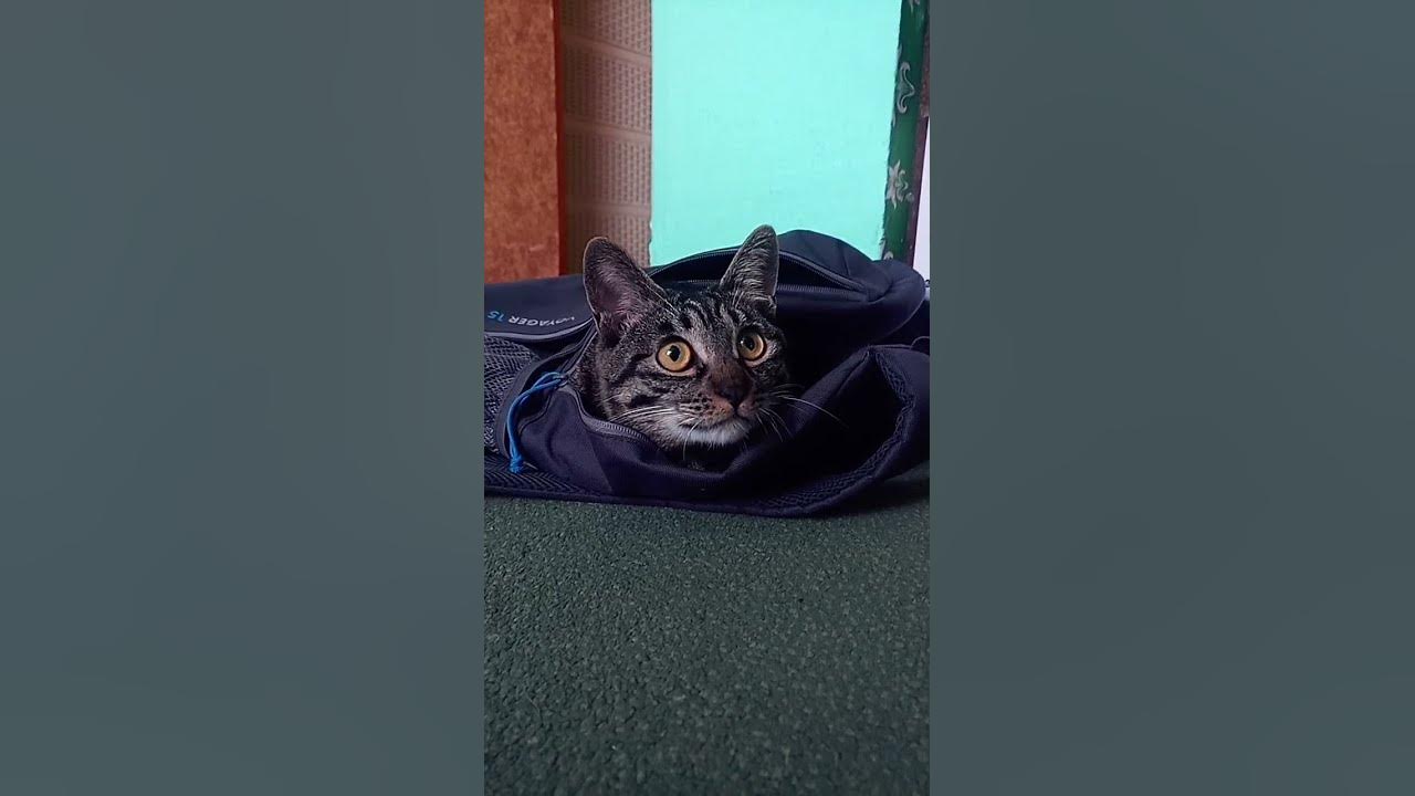 #кошка#милая#🐱🐱🐱 - YouTube