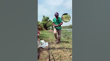 Câu cá tra sông cám R1 và R3 #camr1 #camr2 #camr3 #caucatra #catrasong