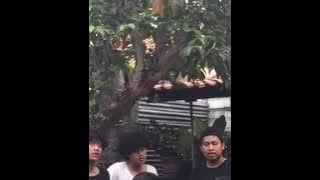 scalavacoustic ( cover ) - Mungkin hari ini esok atau nanti