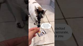What Do Cats Think Of Their Breeds Top Trumps Card?