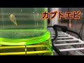 生きた化石トリオプス　成長しました#3