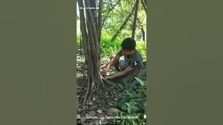 Berburu akar ficus aplas atau preh