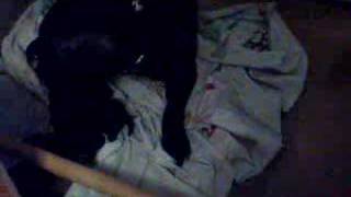 Puppies Staffy Bull Terrier Pups