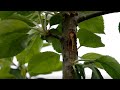 Gyümölcsös növényvédelme - (Kis farontólepke, Nagy farontólepke)