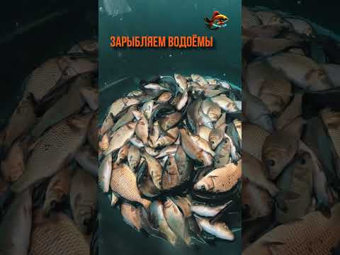 Это Уже Не Малёк Рыбалка Сазан Зарыбление #shorts https://youtube.com/shorts/2liFPF8EpVw