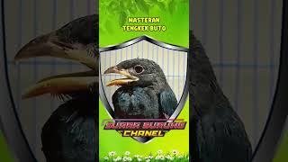 Download Lagu Masteran Tengkek Buto Gacor #tengkekbutogacor #tengkekbuto #tengkek MP3 Download Lagu Masteran Tengkek Buto Gacor #tengkekbutogacor #tengkekbuto #tengkek MP3