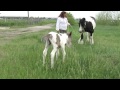 2 day old Gypsy Vanner foal loving the feel of grass