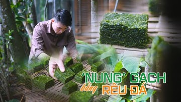 RÊU ĐÁ chế biến thành món đặc sản: 