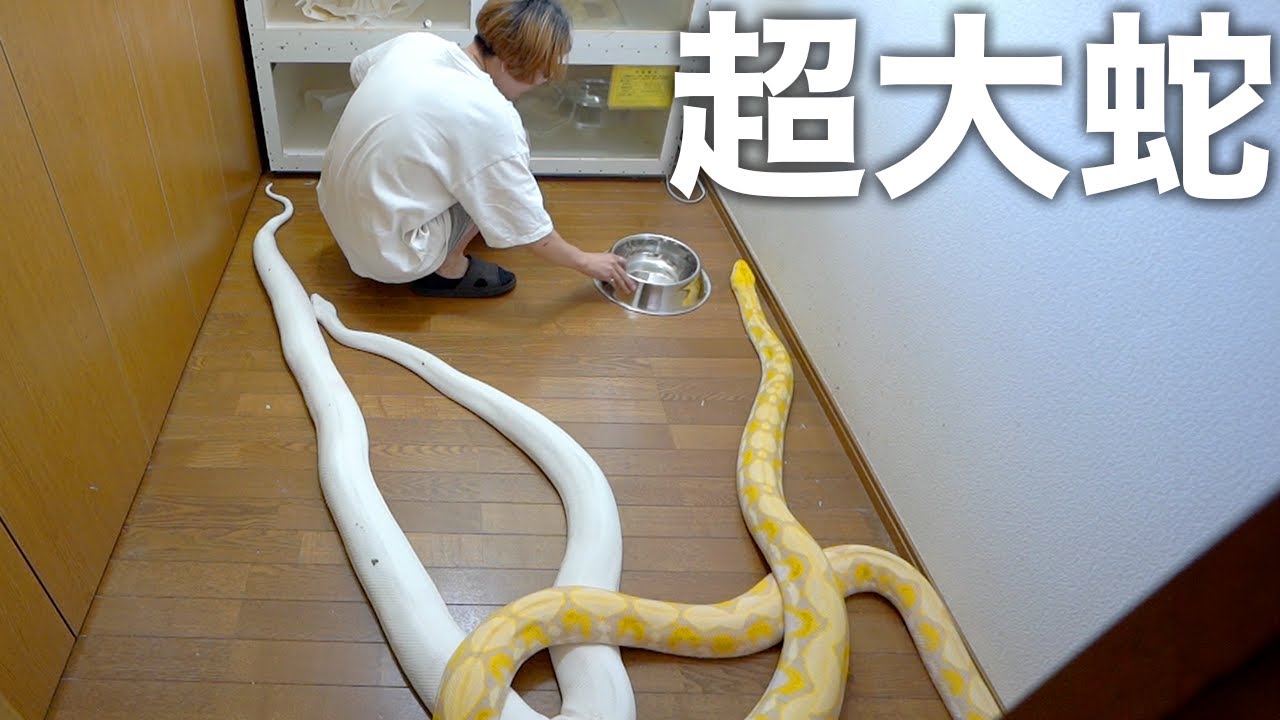 うちで一番巨大な蛇の日常のお世話はこうやります