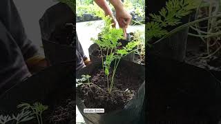 mengurug sekitar wortel biar kuat akarnya🫰🫰#gardening#wortel#fypシ゚viral #youtubeshorts
