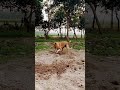 Motivation# dog # dialogue # vlog