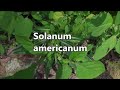 Beginning of video
