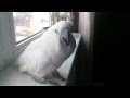 Masha the Cockatoo is faking agony
