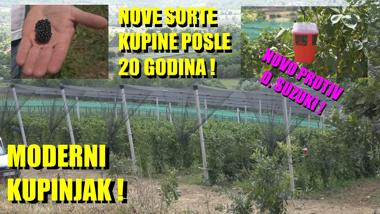 NOVE SORTE KUPINE - posle 20 godina - AMERIČKA GENETIKA - kako to izgleda - ali i koliko košta
