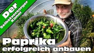 Paprika erfolgreich anbauen. So habe ich es mit Erfolg gemacht.