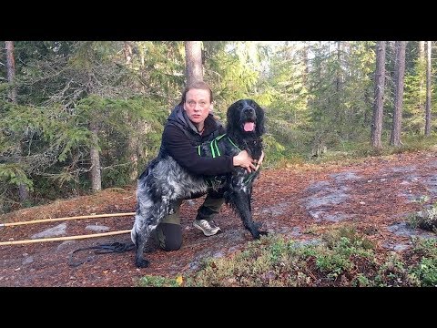Video: 8 Sätt Att Skaka Upp Din Hundpromenad