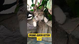 Drama Queen Kitten 😅 #cat #viralvideo #kitten #pets #cute #cutecat