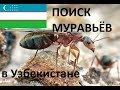 Поиск муравьёв/camponotus lameerei/ муравьи Узбекистана